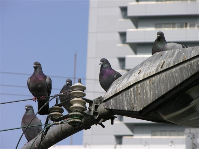 鳩被害