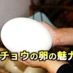 ダチョウの卵の魅力！料理や材料、大きさや割り方など