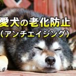 愛犬の老化防止（エイジングケア）｜サインは？病気？突然食べないなど