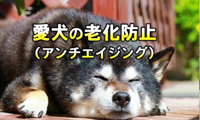 愛犬の老化防止（エイジングケア）｜サインは？病気？突然食べないなど